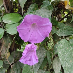Ipomoea mitchelliae