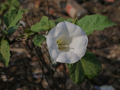 Datura metel