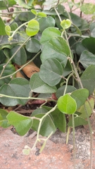 Cocculus orbiculatus