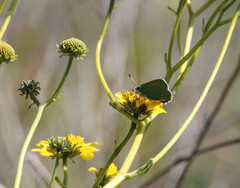 Callophrys dumetorum
