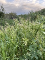 Bromus madritensis