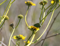 Callophrys dumetorum