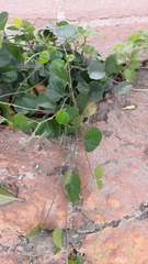 Cocculus orbiculatus