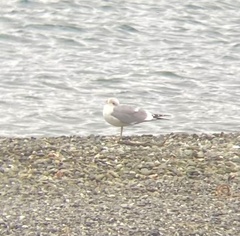 Larus brachyrhynchus