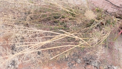 Eragrostis amabilis