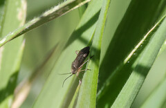 Irbisia