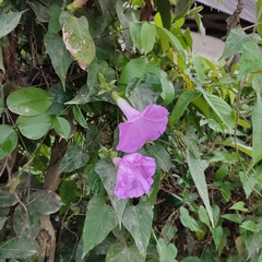 Ipomoea mitchelliae