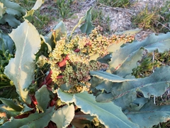 Rumex hymenosepalus