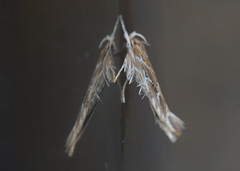 Pyroderces argyrogrammos