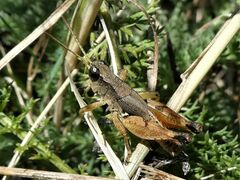 Phaulacridium vittatum