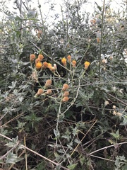 Bebbia atriplicifolia