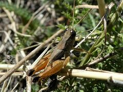 Phaulacridium vittatum