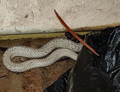 Masticophis fuliginosus