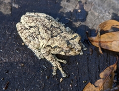 Hyla chrysoscelis