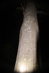 Megapallifera mutabilis