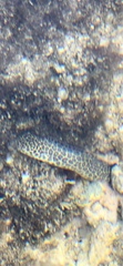 Gymnothorax pictus