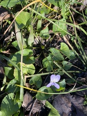 Viola missouriensis