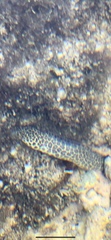 Gymnothorax pictus