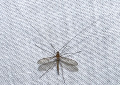 Macrocera