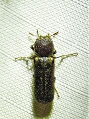 Amphicerus bicaudatus