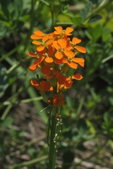 Erysimum croceum
