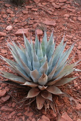 Agave parryi