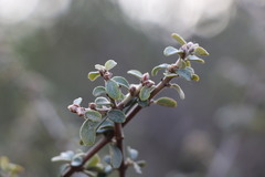 Ceanothus pauciflorus