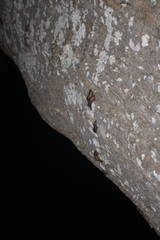 Megapallifera mutabilis