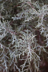 Juniperus deppeana