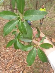 Lophostemon confertus