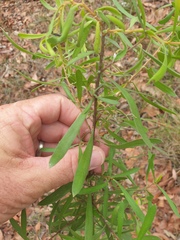 Persoonia sericea