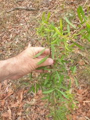 Persoonia sericea