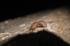 Megapallifera mutabilis