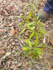 Myoporum acuminatum