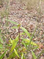 Myoporum acuminatum