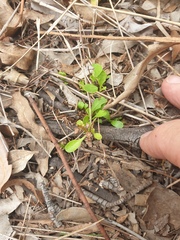 Sphaeromorphaea australis