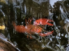Euastacus