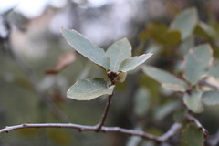 Quercus arizonica