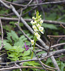 Corydalis cava marschalliana