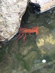Euastacus