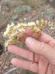 Corymbia trachyphloia