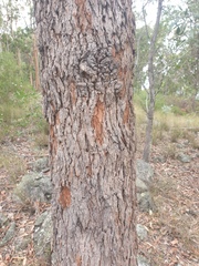 Corymbia trachyphloia