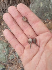 Corymbia trachyphloia