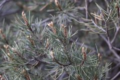 Pinus monophylla