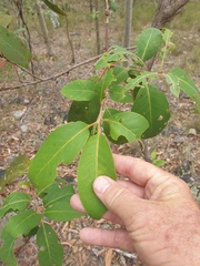 Lophostemon suaveolens
