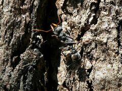 Myrmecia pilosula