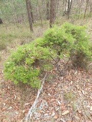 Acrotriche aggregata