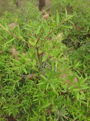 Acrotriche aggregata