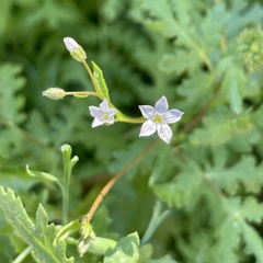 Gilia stellata