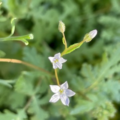 Gilia stellata